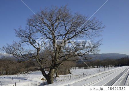鬼首の雪景色・鳴子温泉鬼首(宮城県) 鬼首の雪景色・鳴子温泉鬼首(宮城県) 28491582