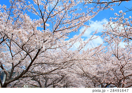 浜松市天竜区船明ダムの桜 28491647