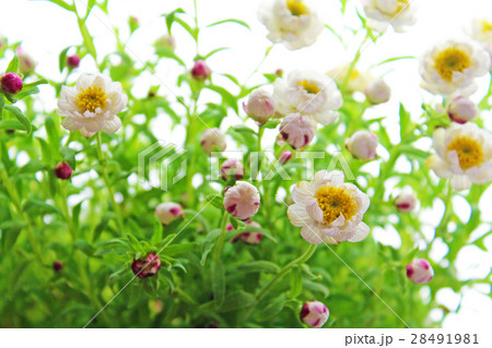 花かんざし 花かんざし 28491981