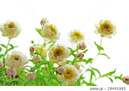 花かんざし 28491983
