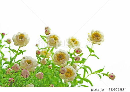 花かんざし 28491984