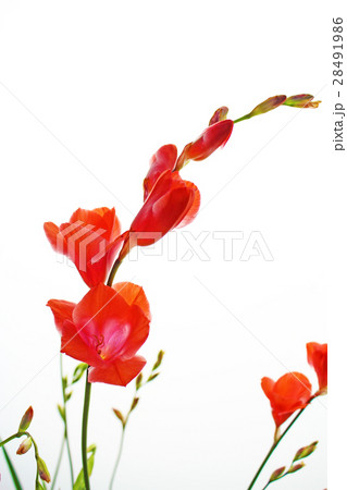 フリージア 28491986