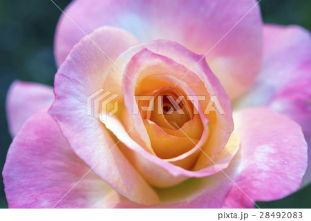 close-up of the pink-orange rose flower close-up of the pink-orange rose flower 28492083