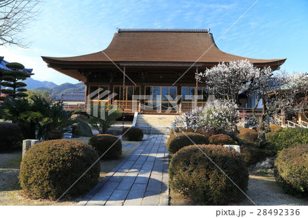 山口県　龍福寺　梅 28492336