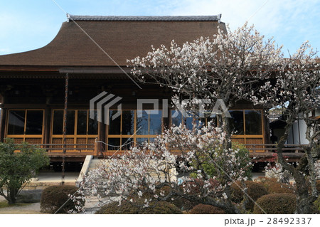 山口県 龍福寺 梅 山口県 龍福寺 梅 28492337