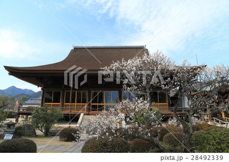 山口県　龍福寺　梅 28492339