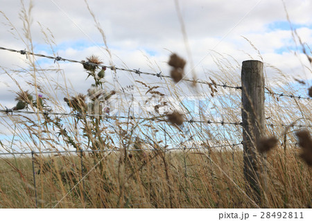 牧草地 放牧 放牧場 28492811