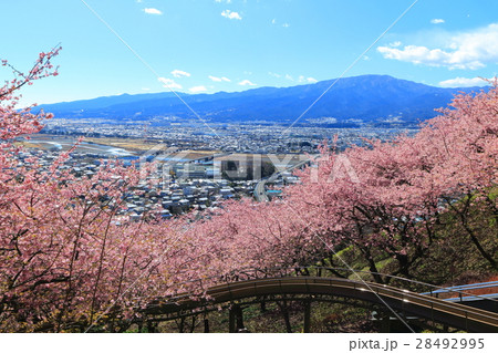 松田山 西平畑公園の早咲き桜と酒匂川 28492995