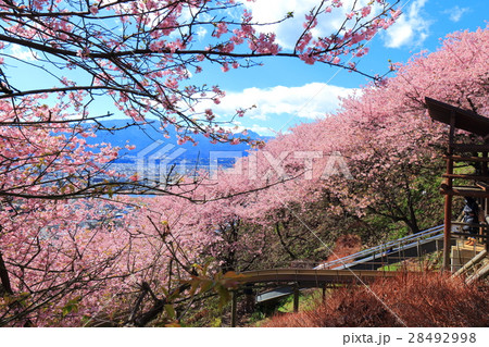 松田山 西平畑公園の早咲き桜 28492998