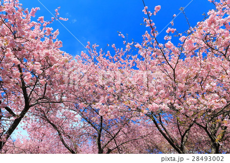 松田山 西平畑公園の早咲き桜 28493002