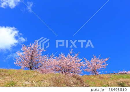 松田山 西平畑公園の早咲き桜 28493010