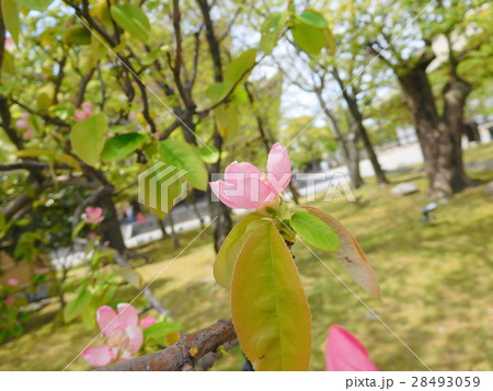 カリンの花 28493059