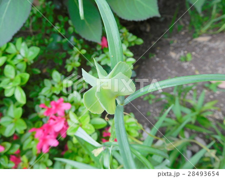 アミガサユリの朔果 アミガサユリの朔果 28493654