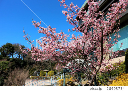 ホテル椿山荘東京の河津桜とガゼボ（2月）東京都文京区 28493734