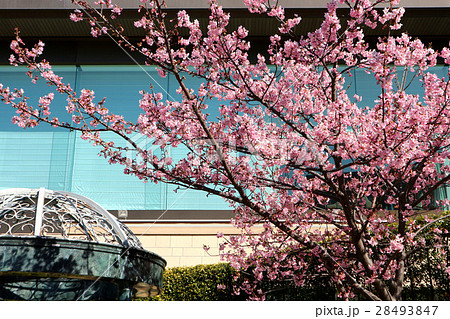 ホテル椿山荘東京の河津桜とガゼボ（2月）東京都文京区 28493847