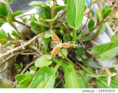 ヒメスミレの種 28493933