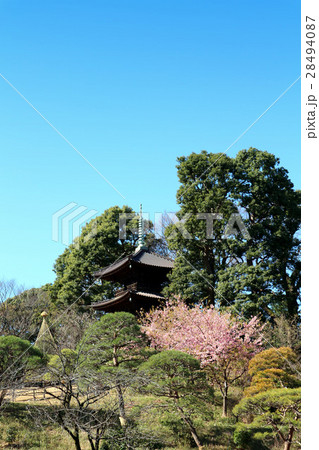 ホテル椿山荘東京の河津桜と三重塔(2月)東京都文京区 ホテル椿山荘東京の河津桜と三重塔(2月)東京都文京区 28494087