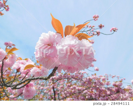 八重サクラ 28494111