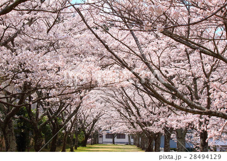 浜松市天竜区船明ダムの桜 28494129