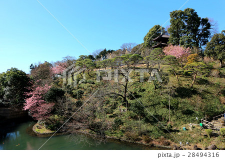 ホテル椿山荘東京の河津桜と三重塔（2月）東京都文京区 28494316
