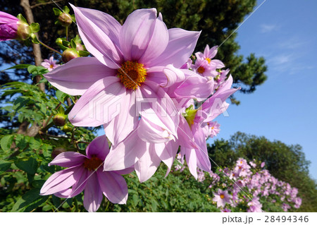 木立ダリア-2_577 28494346