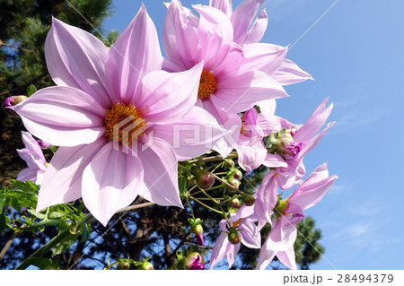 木立ダリア_576 28494379