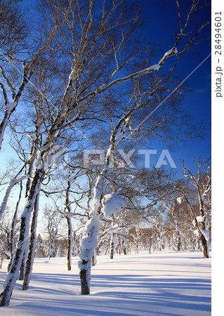 朝の雪原～蓬莱山の冬景色 28494601