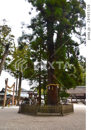 巳の神杉(大神神社(おおみわじんじゃ)/奈良県桜井市三輪) 巳の神杉(大神神社(おおみわじんじゃ)/奈良県桜井市三輪) 28495156
