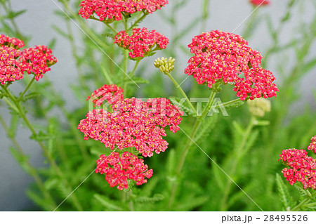 赤色のノコギリソウ 28495526