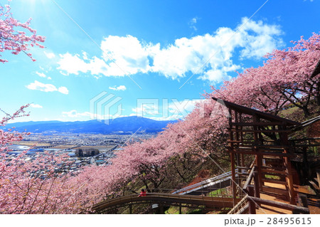 松田山 西平畑公園の早咲き桜 28495615