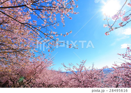 松田山 西平畑公園の早咲き桜 28495616