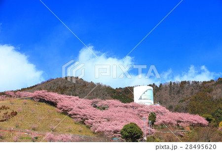 松田山 西平畑公園の早咲き桜とハーブ館 28495620