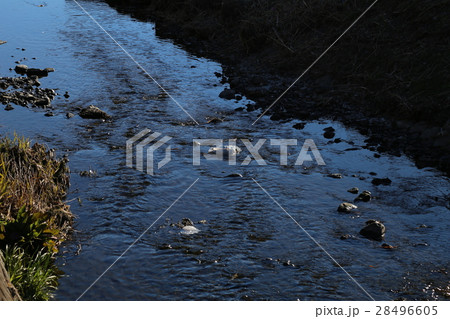 朝の川 28496605