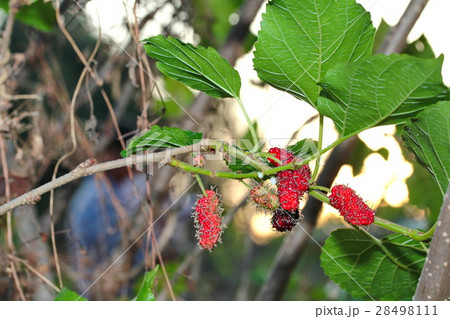 Black ripe and unripe mulberries on the branch. Black ripe and unripe mulberries on the branch. 28498111