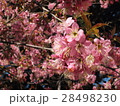 ヒマラヤ桜 28498230
