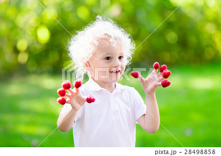 Child picking and eating raspberry in summer Child picking and eating raspberry in summer 28498858