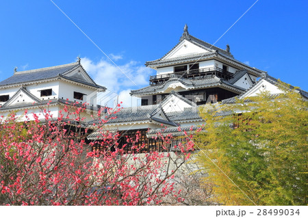 早春の松山城と紅梅 28499034