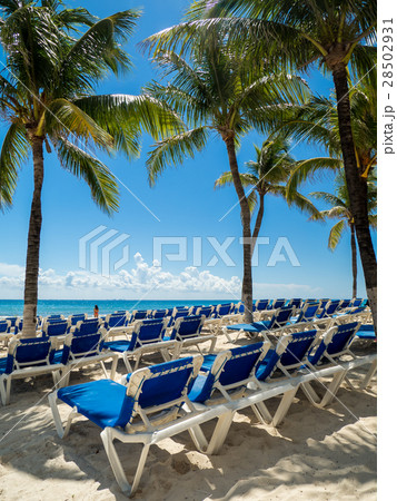 プラヤ・デル・カルメン　メキシコ 28502931