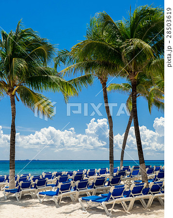 プラヤ・デル・カルメン　メキシコ 28503619