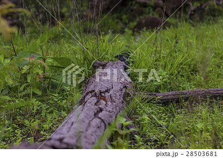 Timber in forest 28503681