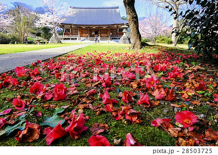 椿散る国分寺 椿散る国分寺 28503725