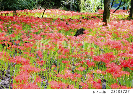 彼岸花の群生 28503727