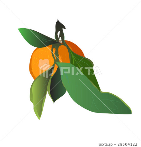 Juicy mandarin with leaves in a cartoon style 28504122