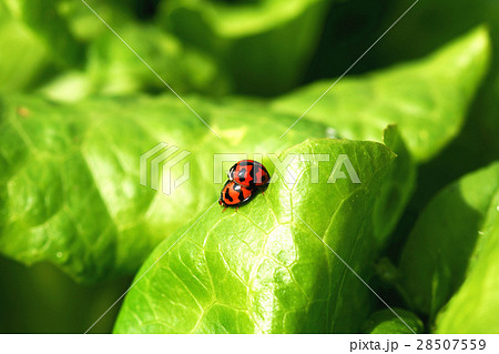紅娘 てんとうむし てんとう虫 28507559