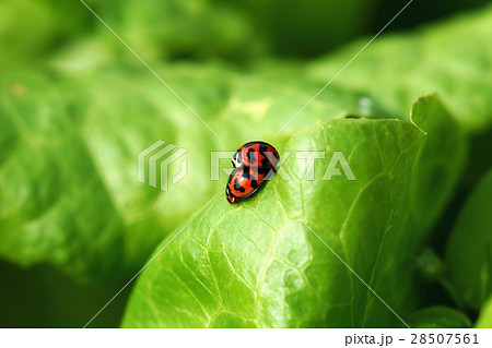 紅娘 てんとうむし てんとう虫 28507561
