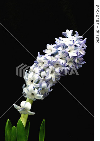 ヒヤシンス ヒアシンス 風信子 28507563