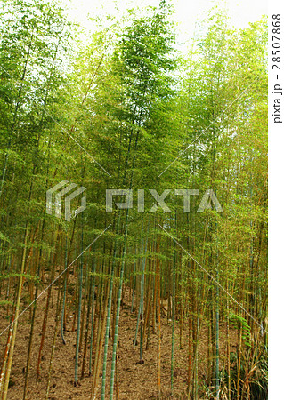 竹藪 竹薮 タケヤブ 28507868