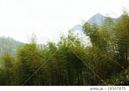 竹藪 竹薮 タケヤブ 28507870