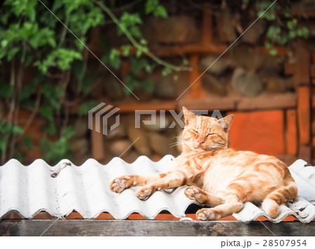 山猫 やまねこ 野良ネコ 28507954