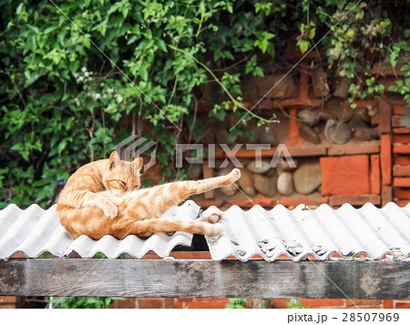 山猫 やまねこ 野良ネコ 28507969